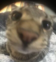 Attached image